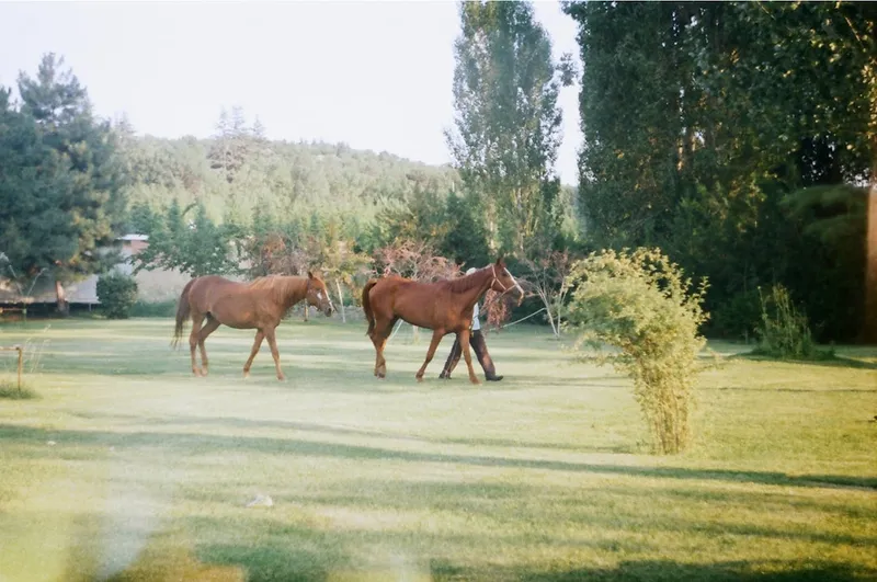 a couple of horses standing on top of a lush green field