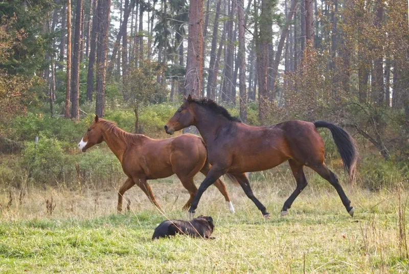 a couple of horses running in a field