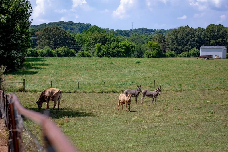 Deer grazing in a grassy field with trees and building.